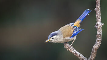 A Blue Tailed Minla foraging - image #486669 gratis
